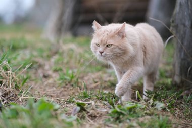 Bahçede alışılmadık renkte tüylü bir kedi dolaşıyor..