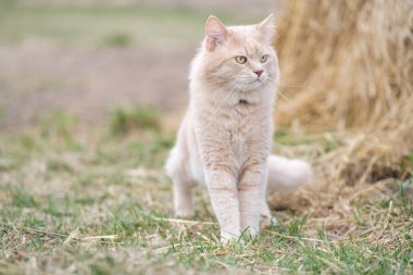 Bahçede alışılmadık renkte tüylü bir kedi dolaşıyor..