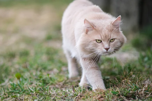 Eine flauschige Katze ungewöhnlicher Farbe streift durch den Hof. — Stockfoto