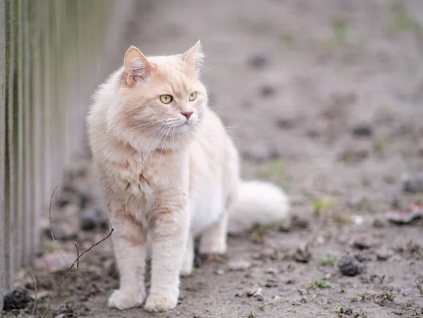 Eine flauschige Katze ungewöhnlicher Farbe streift durch den Hof. — Stockfoto