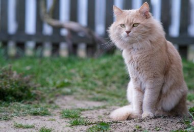 Açık kırmızı pofuduk kedi oturur uzaklara bakar.