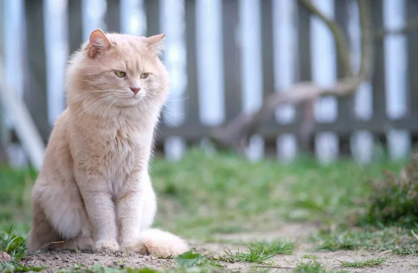 猫想了想，看了看草地. — 图库照片