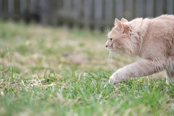Puszysty kot niezwykłego koloru włóczy się po podwórku. — Zdjęcie stockowe