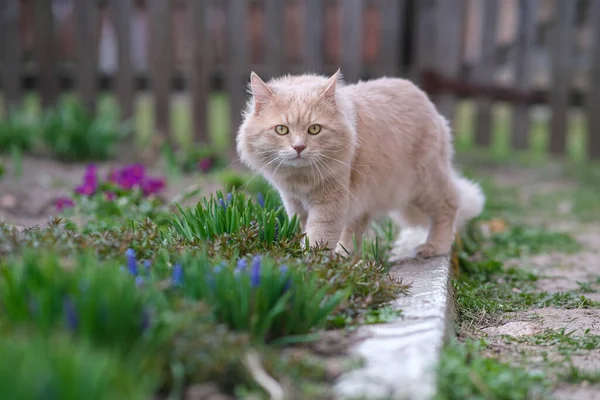 Luz vermelha gato fofo caminha em um canteiro de flores. — Fotografia de Stock