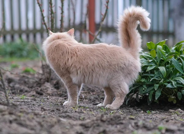 Flauschige Katze markiert das Revier in der Nähe des Busches. — Stockfoto