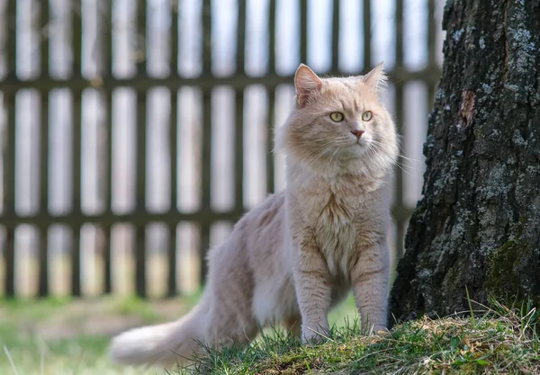 Un gato peludo rojo claro está de pie cerca de un árbol. —  Fotos de Stock