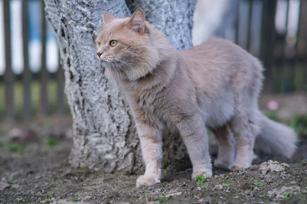 Un gato peludo rojo claro está de pie cerca de un árbol. — Foto de Stock