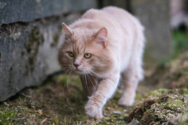 Bahçede dolaşan kırmızı bir kedi var..