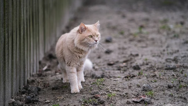 Eine flauschige Katze ungewöhnlicher Farbe streift durch den Hof. — Stockfoto