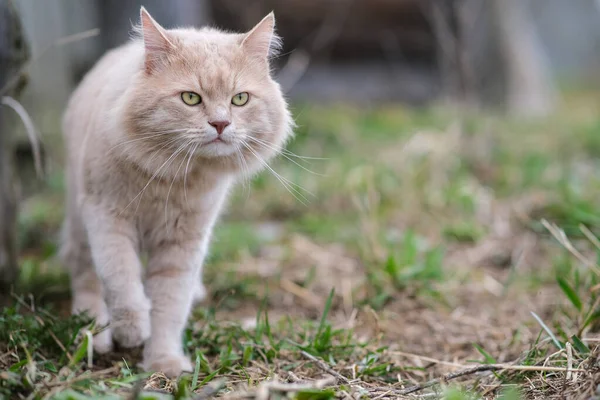 Un chat moelleux d'une couleur inhabituelle erre dans la cour. — Photo