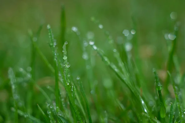 Dew Drops Vegetation Green Grass Drops Bokeh Background Drops — Stock Photo, Image