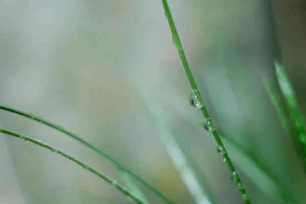 Dew Drops Vegetation Green Grass Drops Bokeh Background Drops — Stock Photo, Image