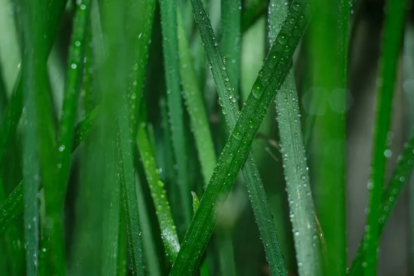 Dew Drops Vegetation Green Grass Drops Bokeh Background Drops — Stock Photo, Image