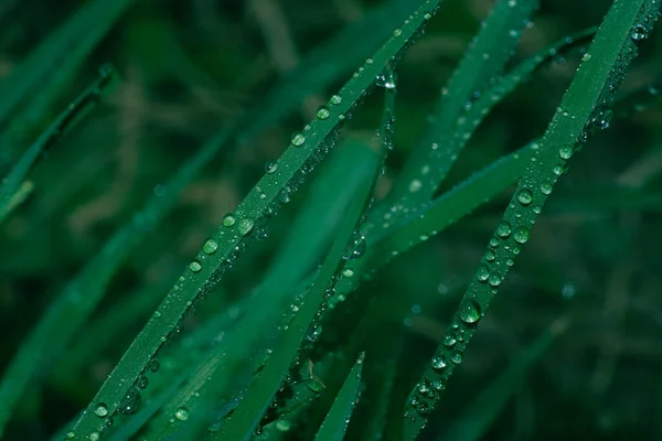 Dew Drops Vegetation Green Grass Drops Bokeh Background Drops — Stock Photo, Image