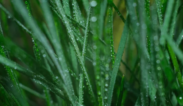 Dew Drops Vegetation Green Grass Drops Bokeh Background Drops — Stock Photo, Image