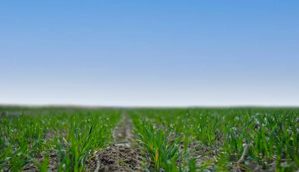 Field with young green wheat and blue sky. — Stock Photo, Image