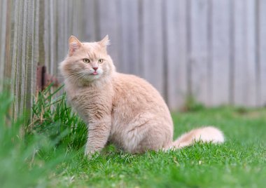 Bahçede dolaşan kırmızı bir kedi var..