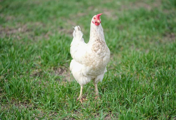 Pollo blanco sobre fondo verde. El pájaro roza en la hierba. —  Fotos de Stock