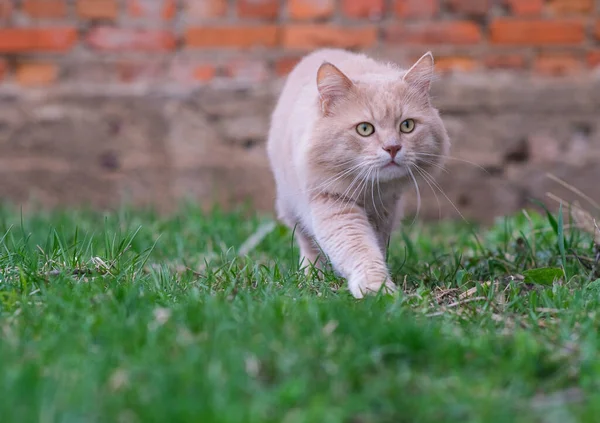 Eine flauschige Katze ungewöhnlicher Farbe streift durch den Hof. — Stockfoto