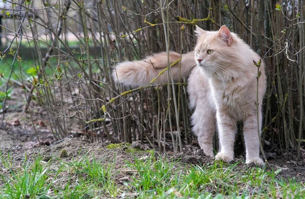 Η χνουδωτή γάτα σημαδεύει την περιοχή κοντά στο θάμνο. — Φωτογραφία Αρχείου