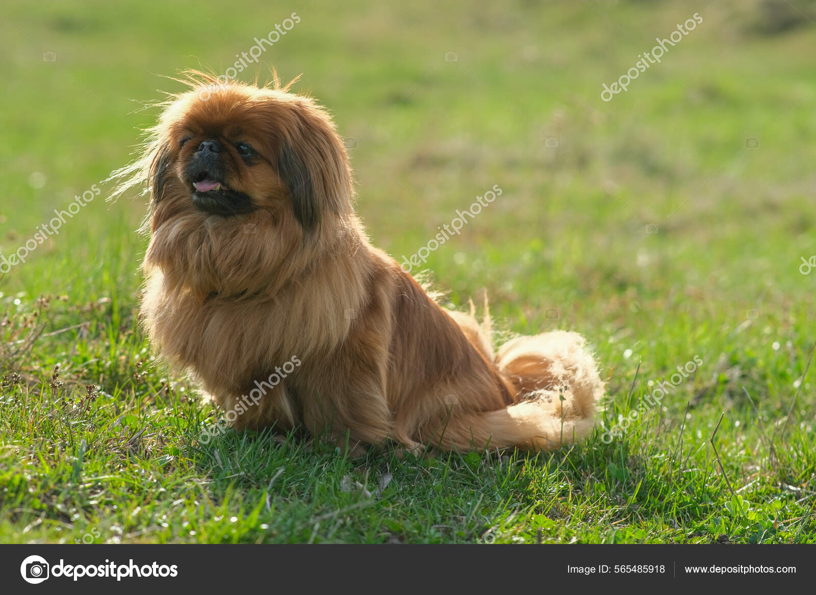 Dog breed Pekingese on a green grass. Shaggy elderly Pekingese red