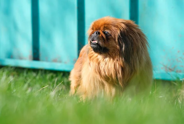 Σκύλος φυλή Pekingese σε ένα πράσινο γρασίδι. Shaggy ηλικιωμένοι Pekingese κόκκινο χρώμα. — Φωτογραφία Αρχείου