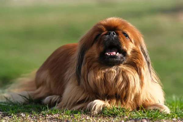 Pekingese dog lies on the green grass. Shaggy elderly Pekingese red color. — Stock Photo, Image