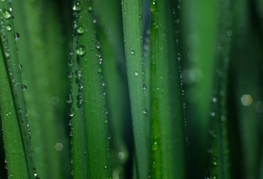 Bitki örtüsüne çiy damlası düşer. Damlalı yeşil çimen ve bokeh. 