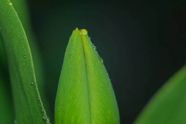 Close-up of a macro drop on an unopened tulip. — Stock Photo, Image