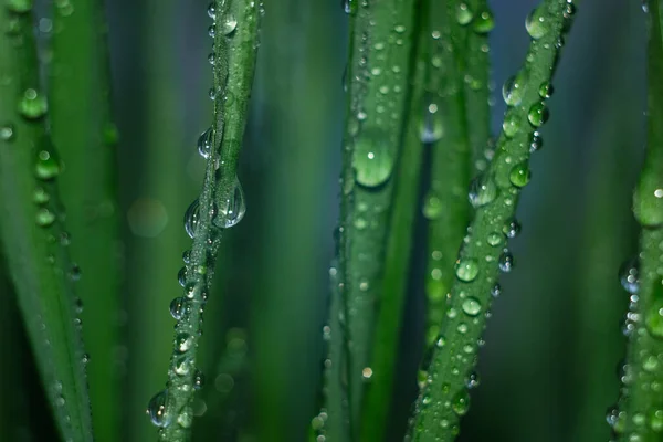 Dew drops on vegetation with fog. Green grass with drops and bokeh. — Stock Photo, Image