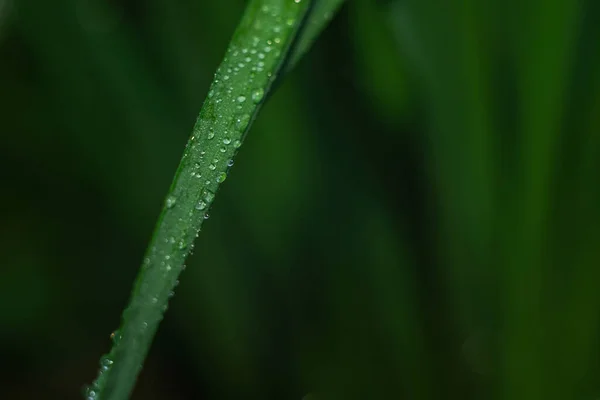 Dew drops on vegetation. Green grass with drops and bokeh. — Stock Photo, Image
