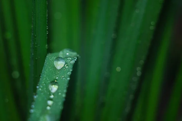 Dew drops on vegetation. Green grass with drops and bokeh. — Stock Photo, Image