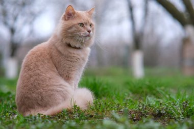 Bahçede dolaşan kırmızı bir kedi var..