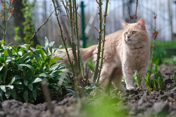 Μια χνουδωτή γάτα με ασυνήθιστο χρώμα περιπλανιέται στην αυλή.. — Φωτογραφία Αρχείου