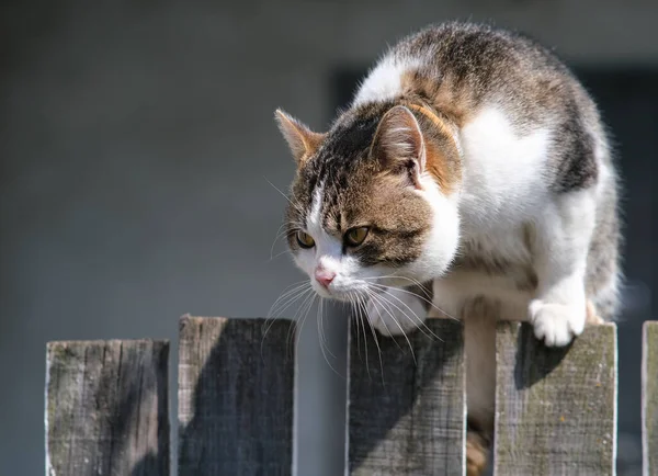 Die Katze ist auf dem Zaun. Wütende Katze. — Stockfoto