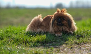 Pekin köpeği yeşil çimlerin üzerinde uzanıyor. Tüylü yaşlı Pekin kırmızısı. 