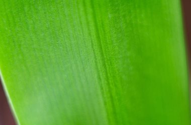 Kapalı bir tesise yakın çekim. Dekoratif bitki. 