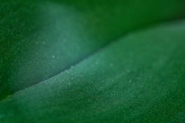 Kapalı bir tesise yakın çekim. Dekoratif bitki. 