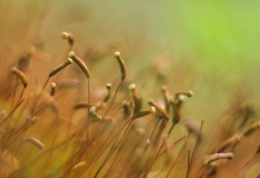 Genç yosunların Macro 'su. Orman yosunlarının mikro dünyası.