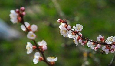 Çiçekli bahar bahçesi. Yeşil çimenlerin üzerinde çiçek açan dal..