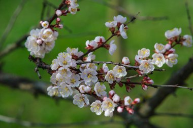 Çiçekli bahar bahçesi. Yeşil çimenlerin üzerinde çiçek açan dal..