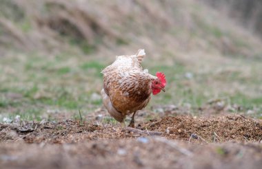 Tyrsa 'da kırmızı bir tavuk otluyor. Kümes hayvanları yetiştiriliyor..