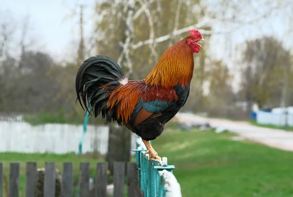 Un gallo rosso canta sulla recinzione. — Foto Stock