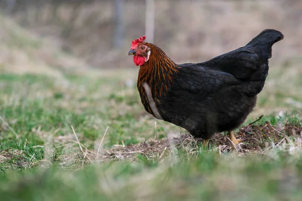 黒い鶏が庭を歩き回る。黒鶏のクローズアップ. — ストック写真
