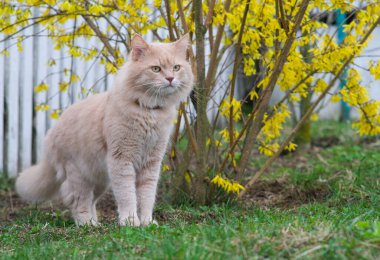 Açık kırmızı bir kedi sarı bir dekoratif ağacın yanında duruyor.. 