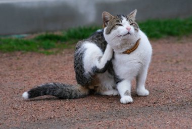 Benekli kedi boynunu tırmalıyor. Kedi oturur ve kaşınır..