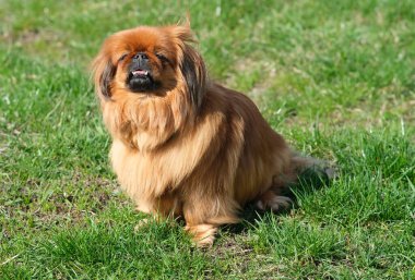 Köpek yeşil çimlerde Pekin 'i besler. Tüylü yaşlı Pekin kırmızısı.