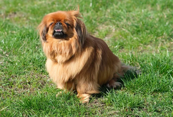 Köpek yeşil çimlerde Pekin 'i besler. Tüylü yaşlı Pekin kırmızısı.