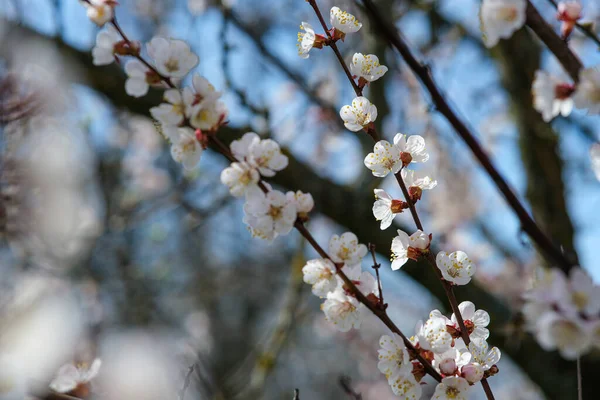 Blooming spring garden. Flowering branch against the sky. — ストック写真