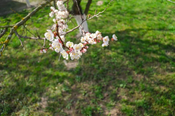 Blühender Frühlingsgarten. Blühender Zweig auf grünem Gras. — Stockfoto